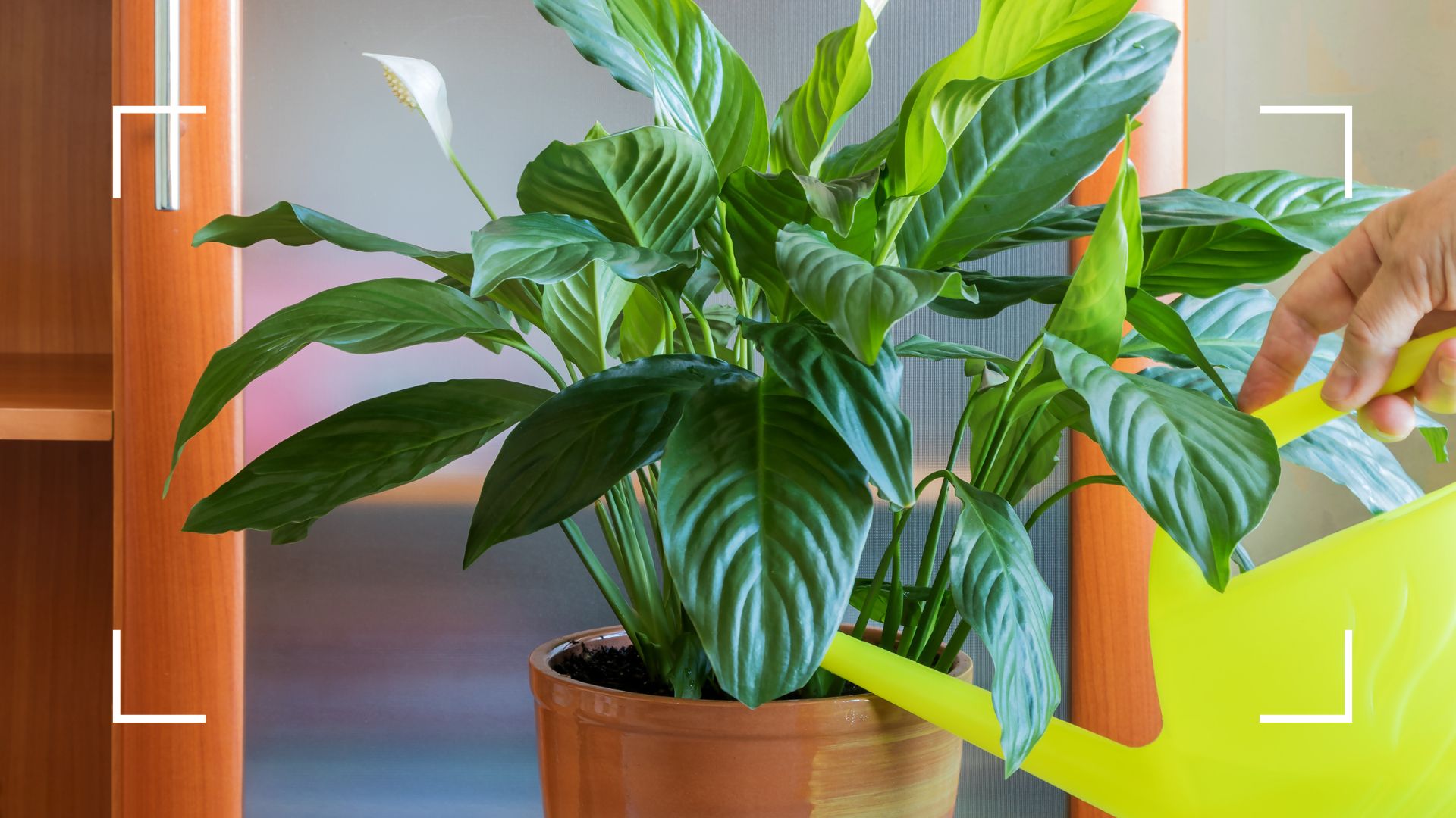 picture of woman watering peace lily with yellow watering can