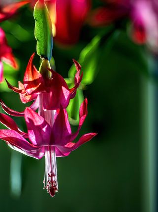 Pink Christmas cactus blooms on the windowsill