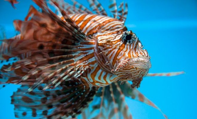 Lionfish