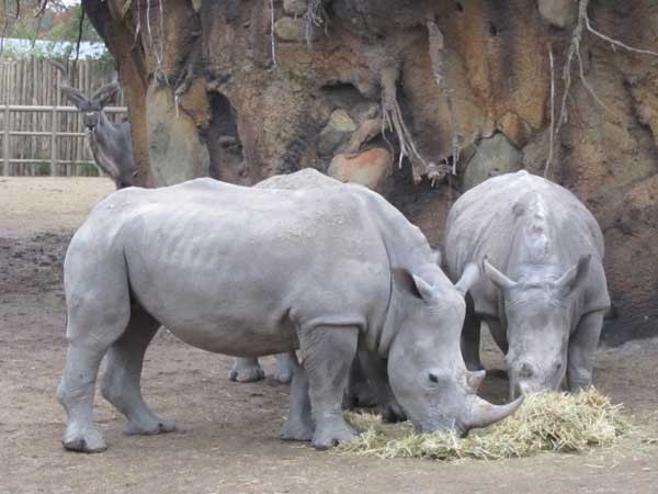 The zoo's white rhinos snack on hay while a kudu antelope looks on.