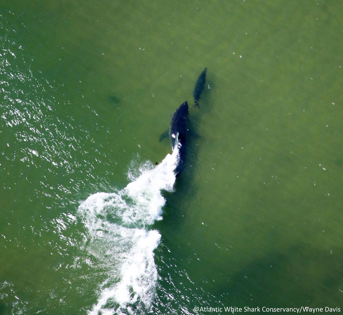 The chase is on in this aerial image taken during a great-white-shark-survey off Cape Cod. A shark pursues its prey north of Nauset Inlet. According to the Atlantic White Shark Conservancy, the seal was lucky enough to get away. 