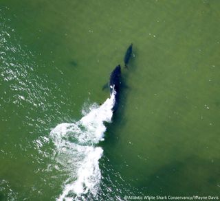 The chase is on in this aerial image taken during a great-white-shark-survey off Cape Cod. A shark pursues its prey north of Nauset Inlet. According to the Atlantic White Shark Conservancy, the seal was lucky enough to get away. 