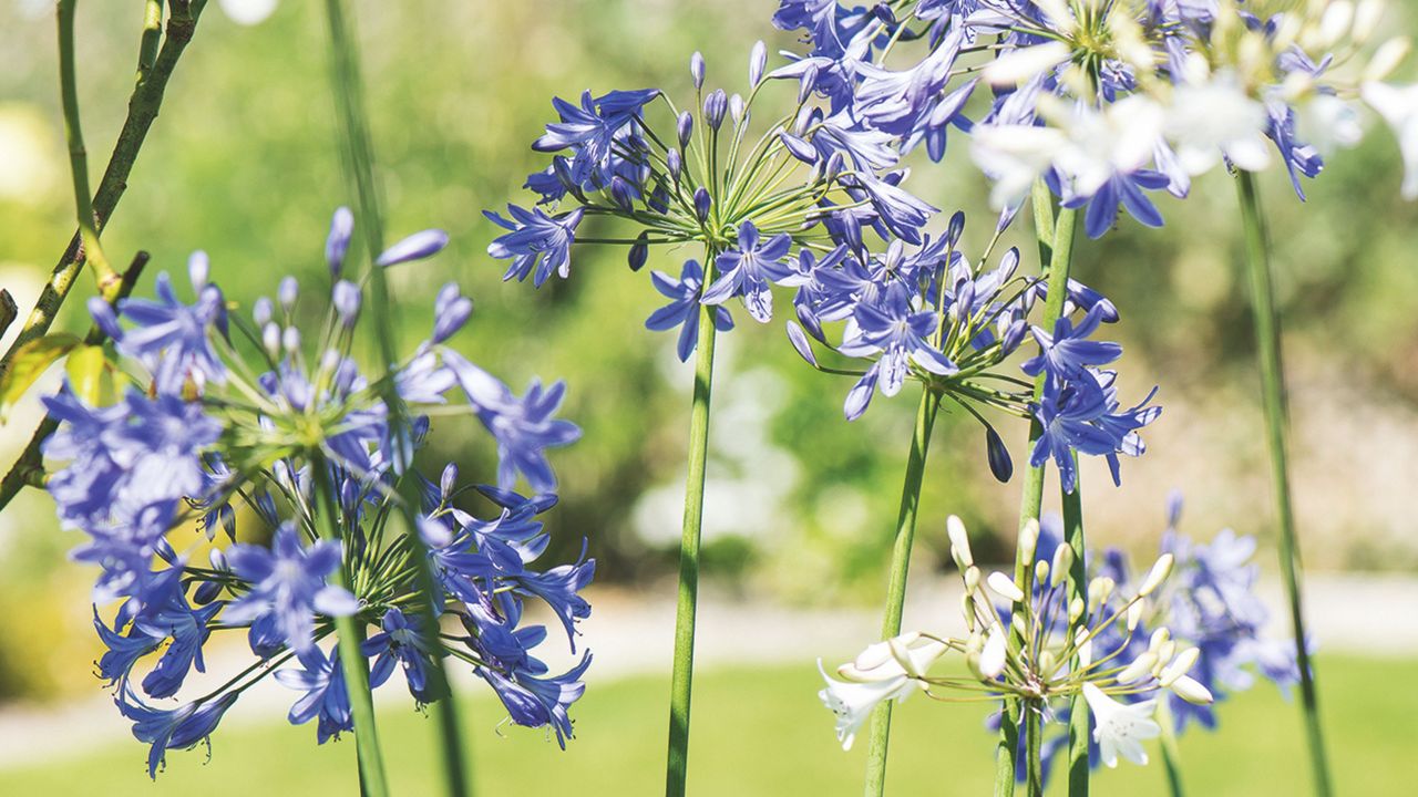 Blue and white agapanthus flowers growing in garden