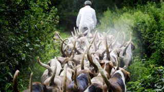 Pack of foxhounds