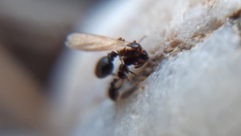 A Cardiocondyla elegans worker ant carrying a queen to a foreign nest.