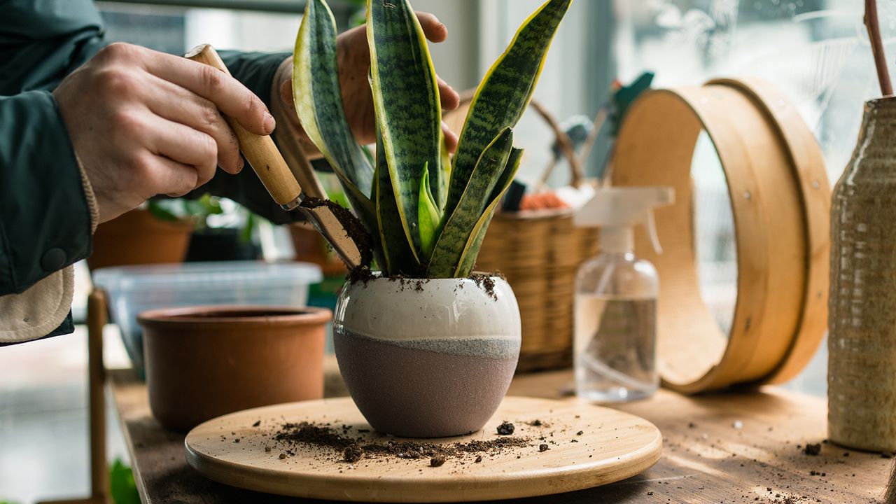 Indoor plants ready for care