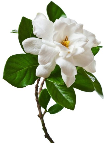 White Gardenia Flower