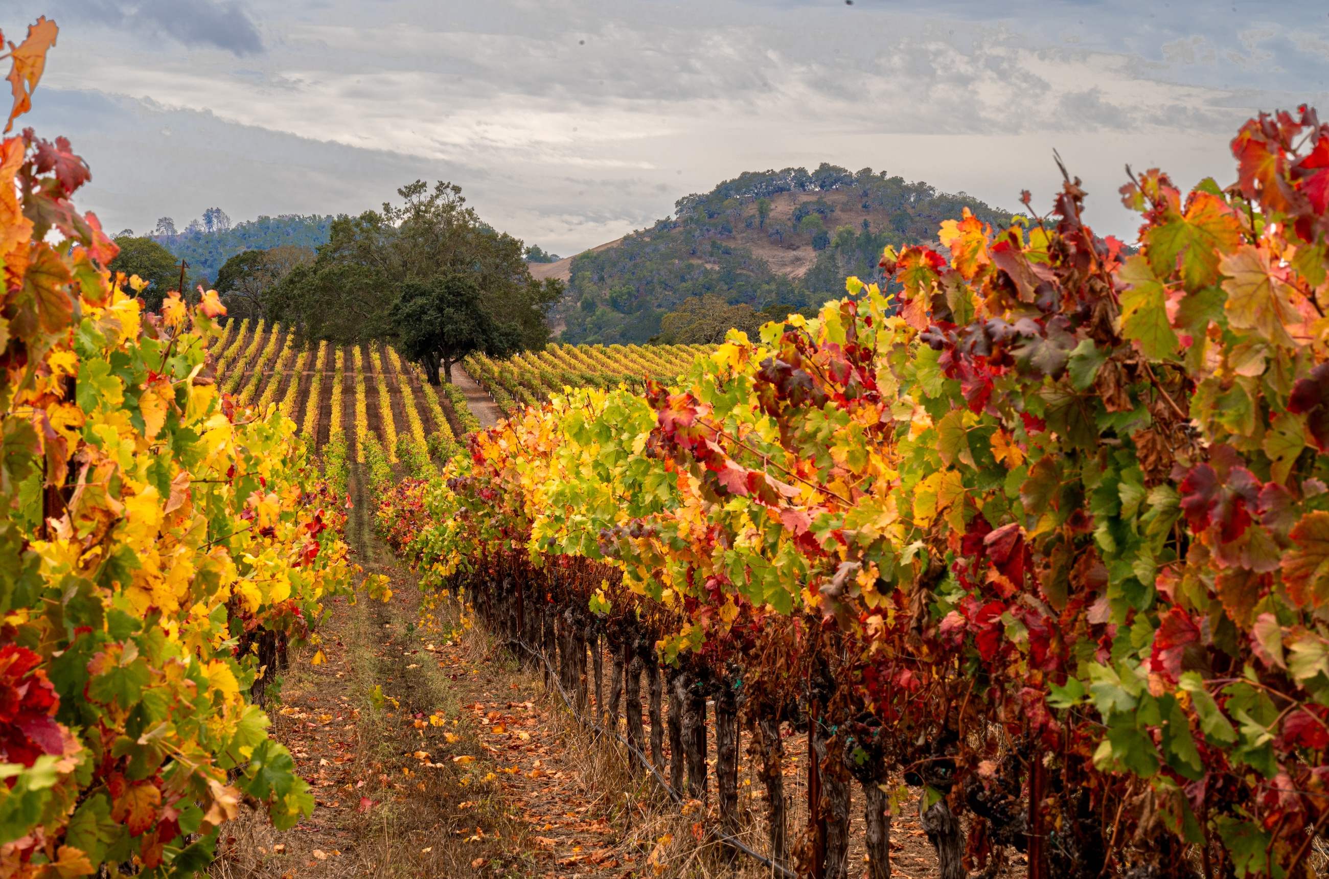 Colorful Vineyard in Fall, Sonoma County, California