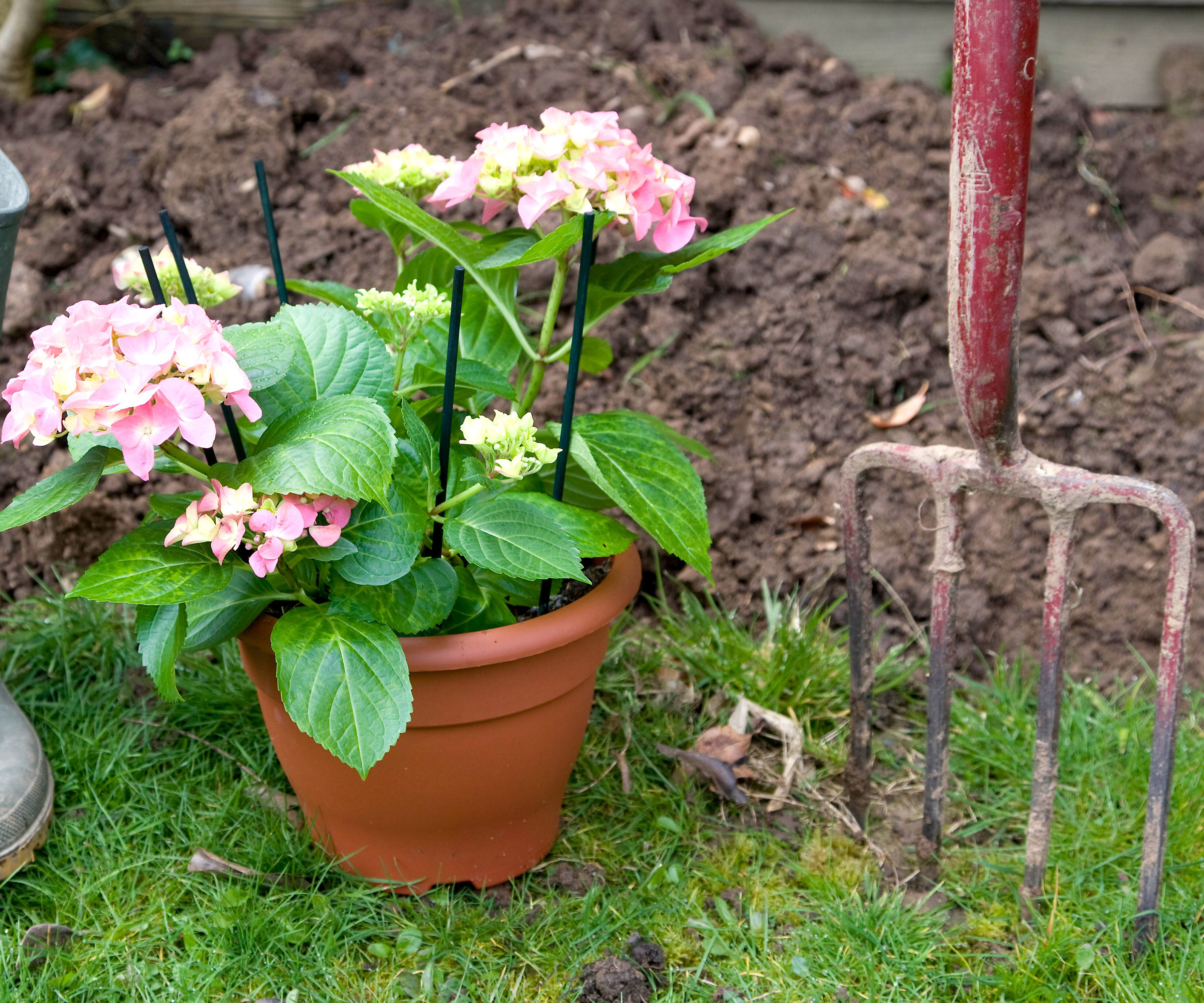 potted hydrangea being planted outside