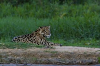 A jaguar in Brazil.