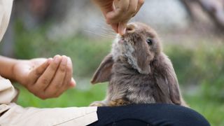 Woman feeding rabbit treats