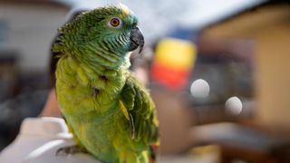 Close-up image of a bright-green colored parrot perching on a person's shoulder. The parrot is in the left hand-side of the image. The background is blurred. 