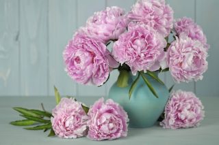 Bouquet of pink ruffled peonies in aquamarine vas