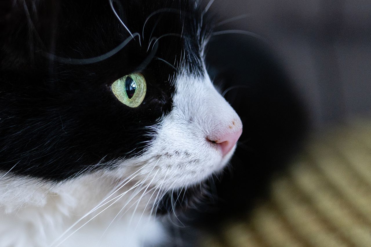 Close-up of a cat using the Sony FE 50mm F/1.4GM
