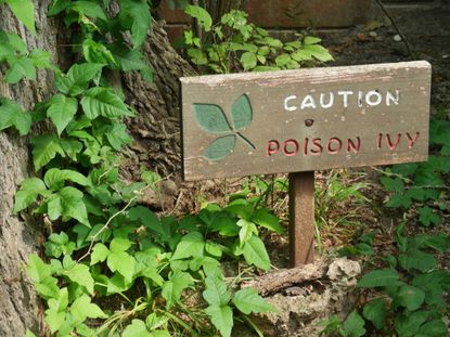 How to Treat a Poison Ivy Rash at Home