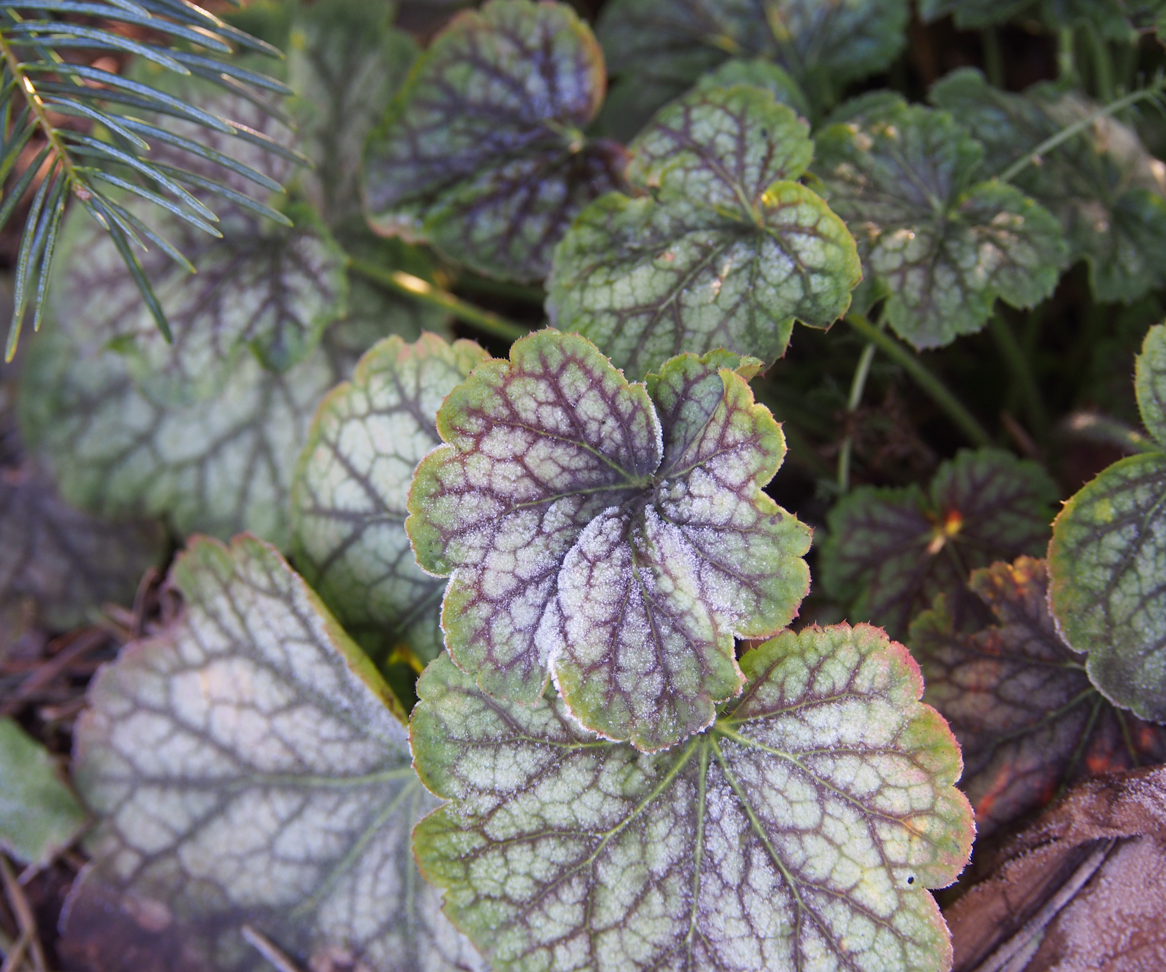 Heuchera 'Green Spice'