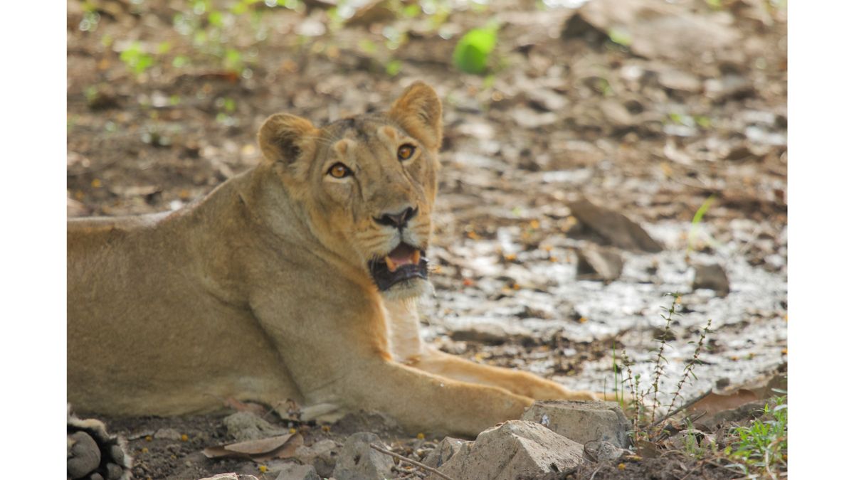 Big cats at the Gir National Park and Sanctuary in India