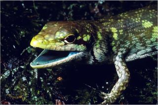Green-blooded lizard