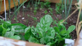 how to grow spinach in a raised bed