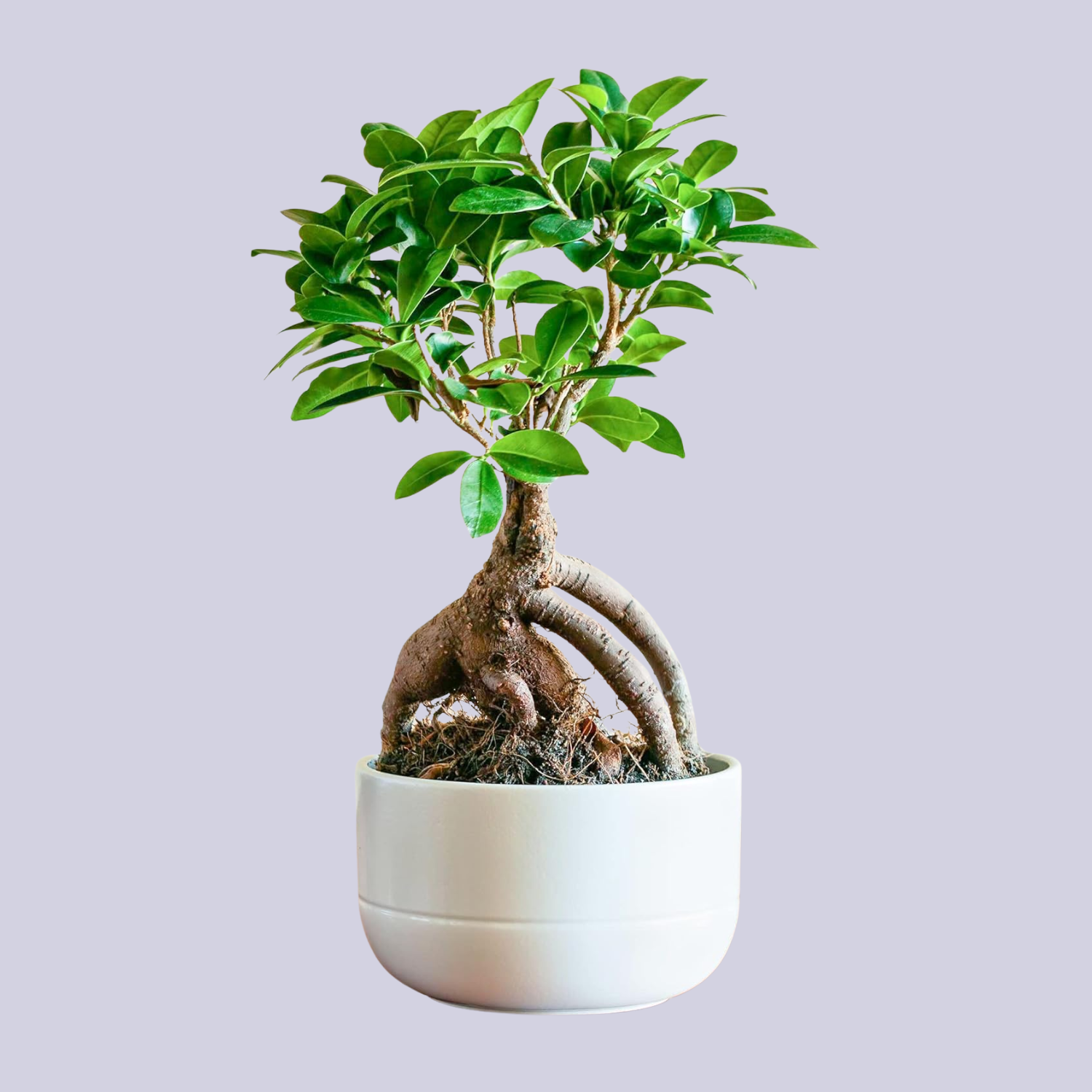 A ficus ginseng in a white planter