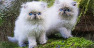 2 himalayan kittens