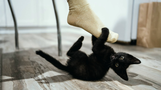 Black kitten hanging onto a person's foot