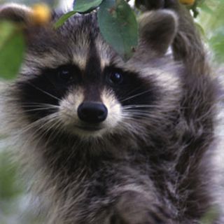 A raccoon