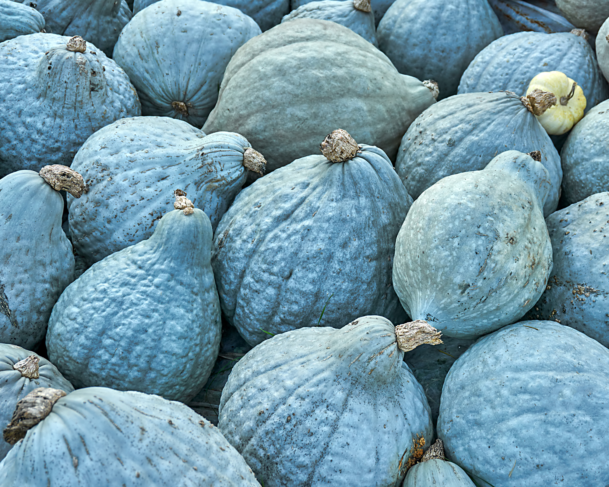 pile of blue hubbard squash