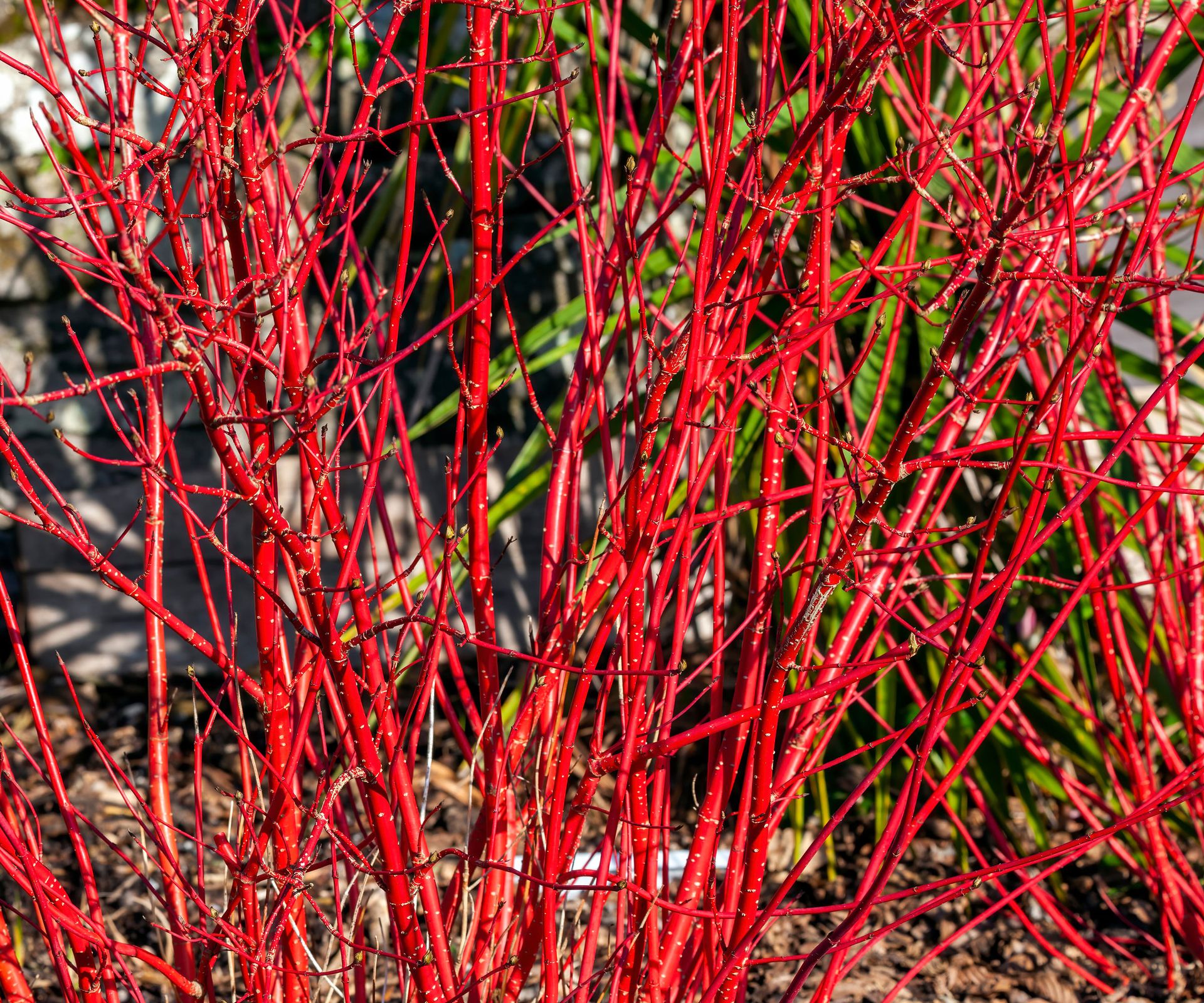 red twig dogwood shrub with red branches