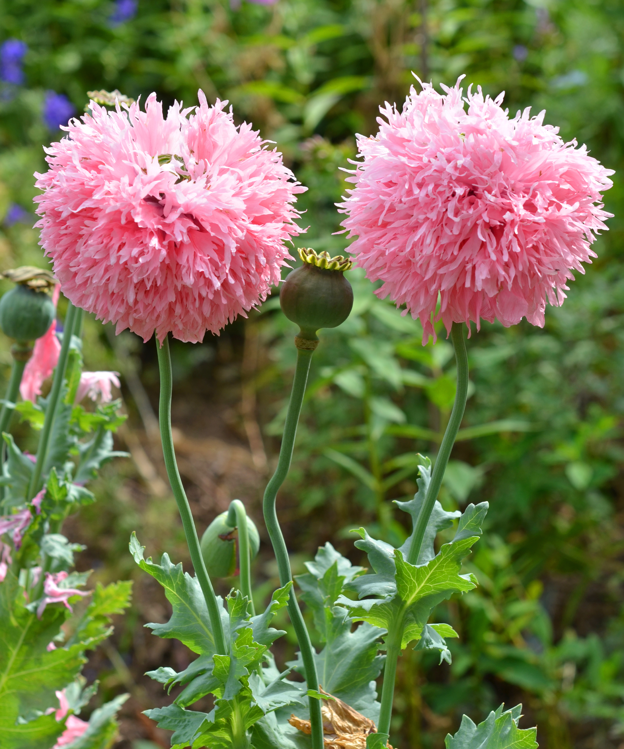 pink poppies growing in a garden border