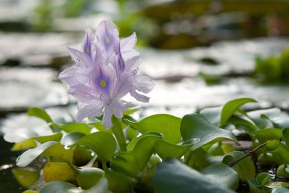 Water Hyacinth Plants