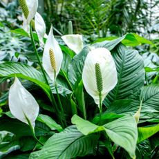 peace lily plants with large leaves and white spathes in outdoor scene