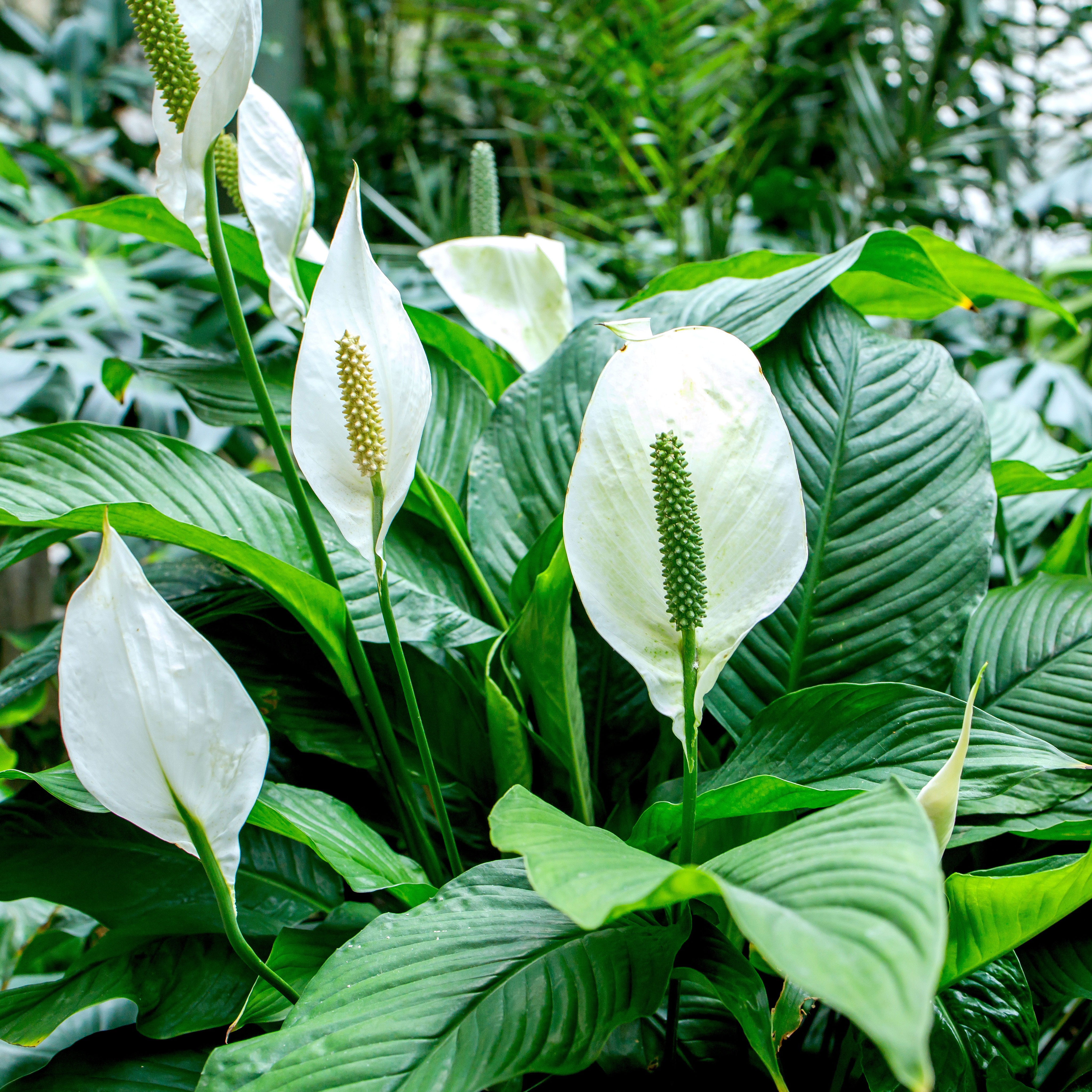 peace lily plants with large leaves and white spathes in outdoor scene