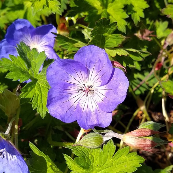 Azure Rush Geranium - #1 Container