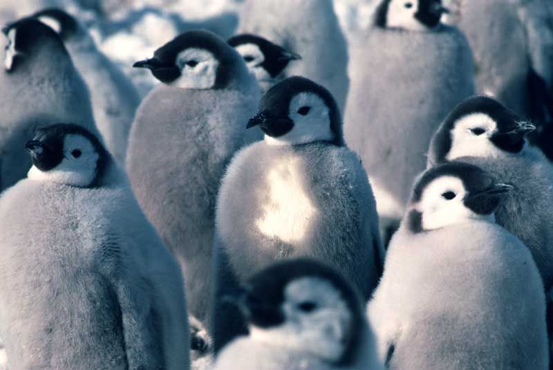 Images: The Emperor Penguins of Antarctica | Live Science