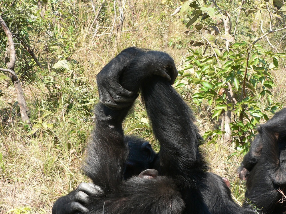 Chimpanzees grasping hands during grooming