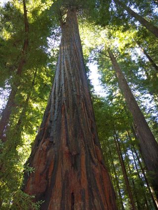 redwood-110630-02