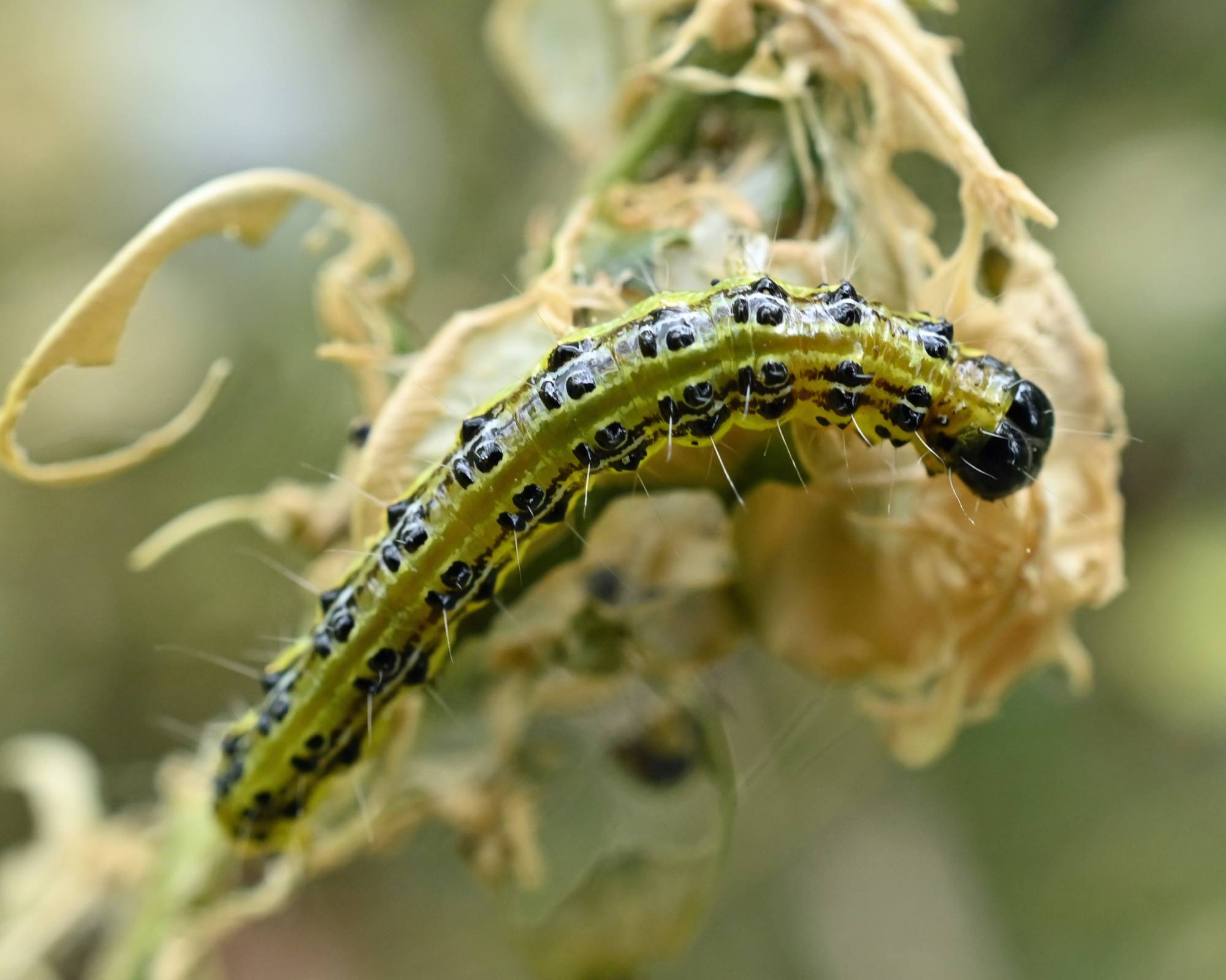 Box tree moth caterpillar on damaged leaves