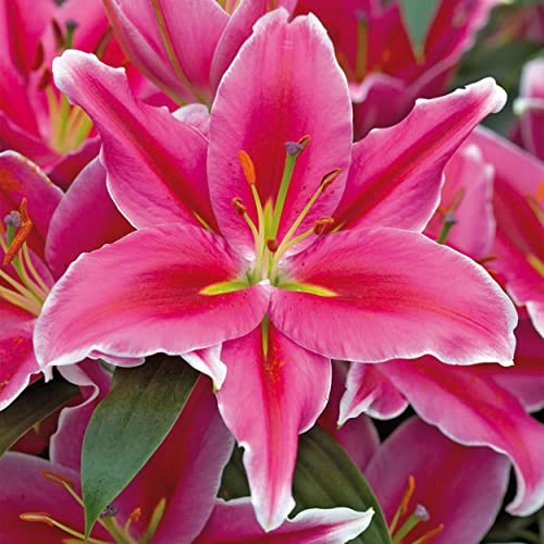 Garden State Bulb Lake Carey Pink Oriental Lily Flower Bulbs, 16/18cm, Spring Planting (bag of 20)