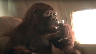 Amy the Gorilla drinks a martini during her flight in Congo.