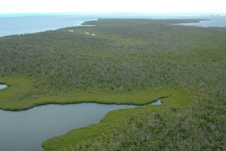 Aerial view of mangroves in the Grand Cayman islands