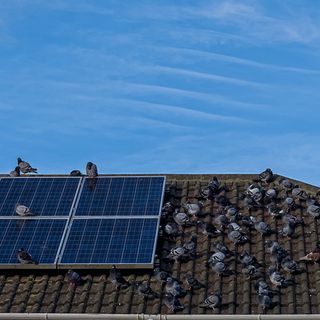 flock of pigeons on the roof of a house with solar panels