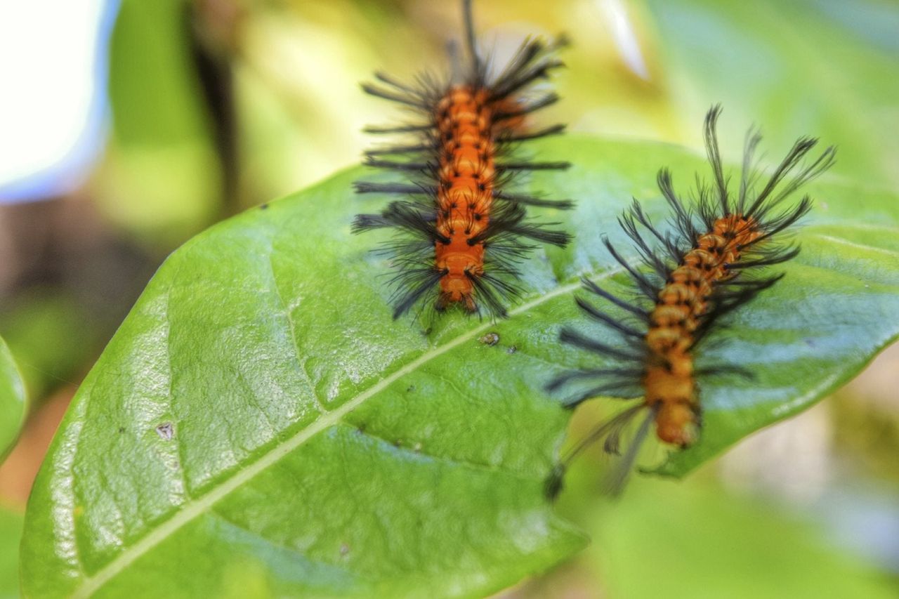 oleander caterpillar