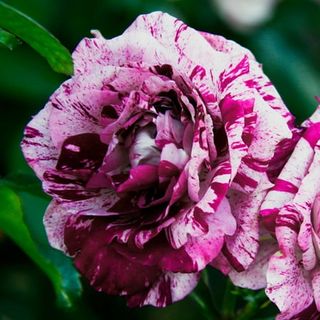 Heirloom Rose Purple Tiger Floribunda Rose Plant