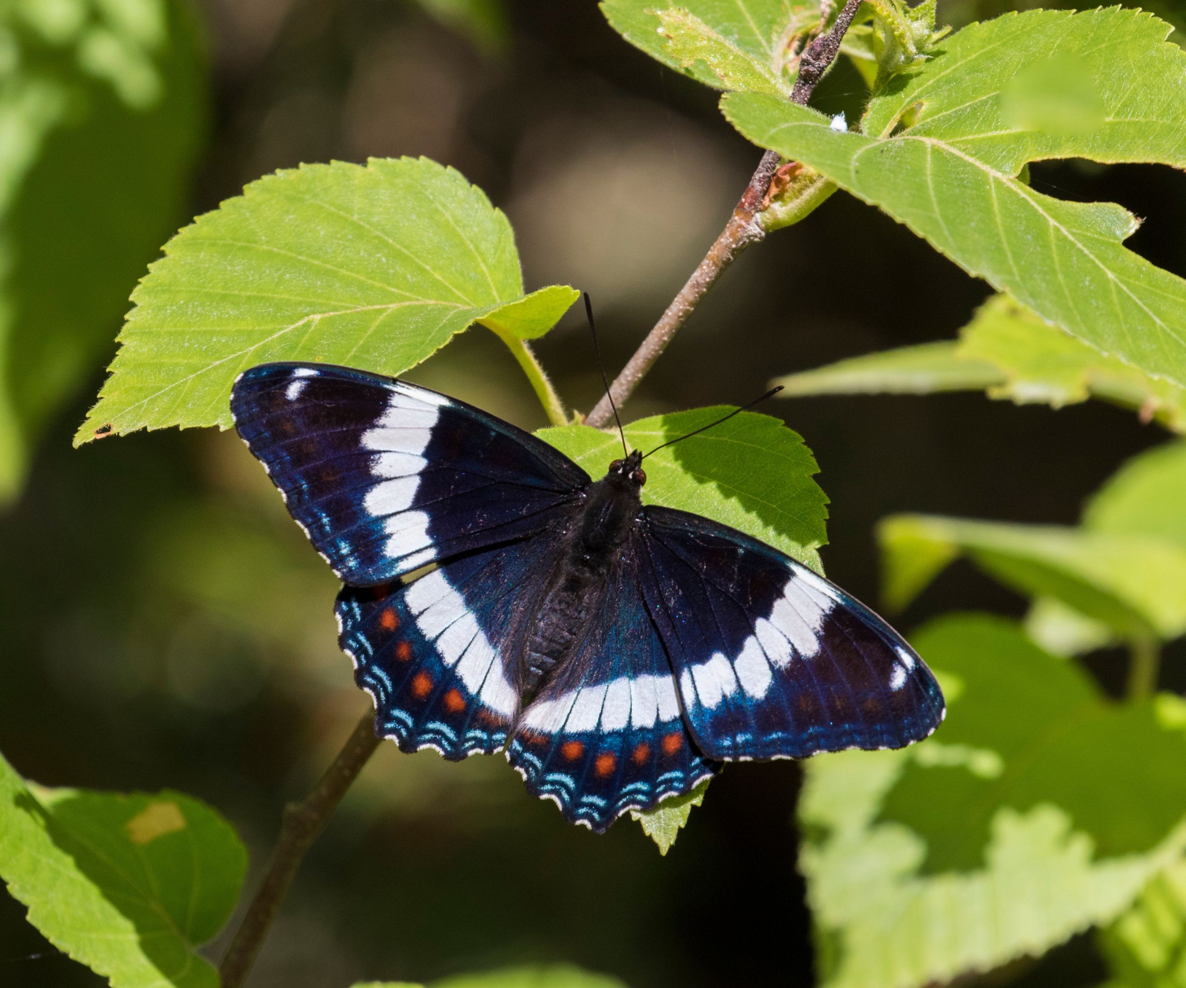 Limenitis arthemis, the red-spotted purple or white admiral