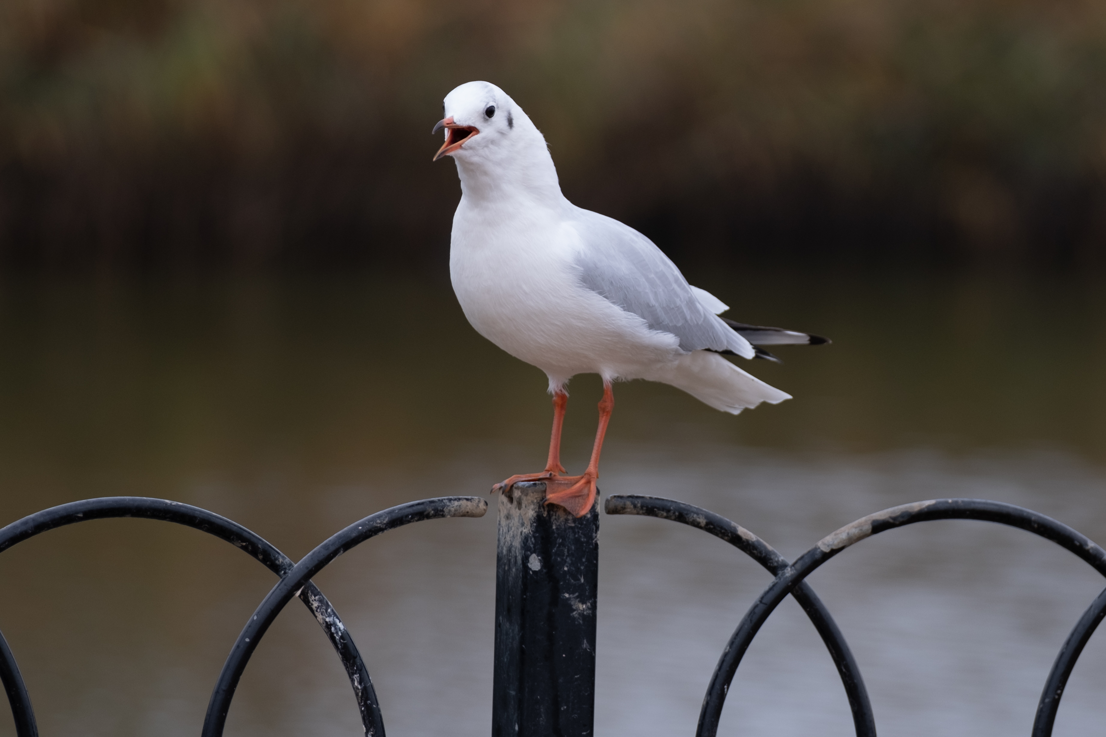 A seagull sitting on a metal fence
