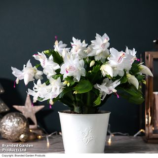 Christmas Cactus 'White' - Gift