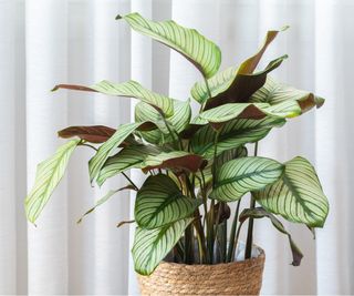 Calathea drooping