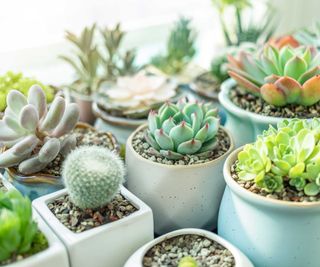 collection of small potted succulents and cacti