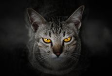 feral-cats